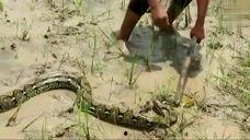 鸭王国语完整版在线观看,一场欢乐的奇幻冒险之旅